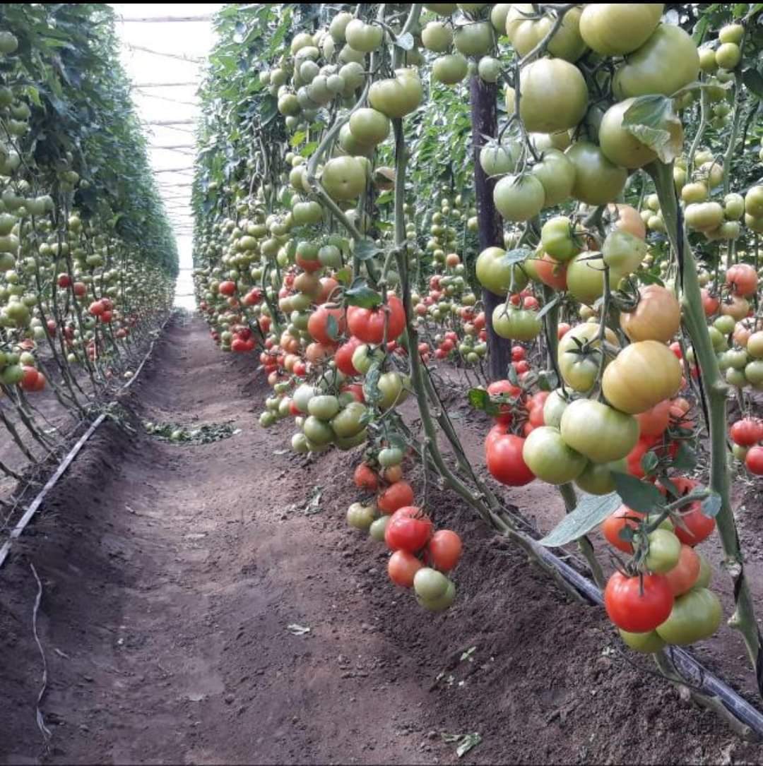 Green House And Urban Agriculture