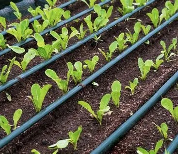 Drip Irrigation